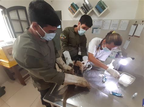 Guarda ambiental de Saquarema resgata tamanduá mirim Prefeitura de