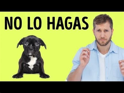 12 Cosas Que Tu Perro Odia De Ti YouTube