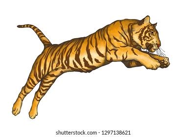 46 Tiger Jumping Front View Images, Stock Photos & Vectors | Shutterstock