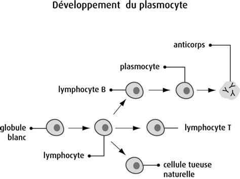 Le myélome multiple Association Laurette Fugain