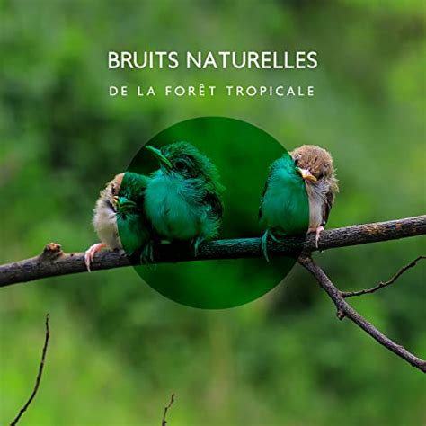 Bruits Naturelles De La For T Tropicale Sans Musique Zen Musique De