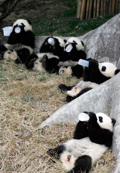 your daily dose of cute – baby pandas! – PopBytes