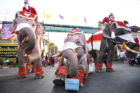 Mga Nag Aalaga Ng Elepante Sa Thailand Nagbihis Santa Claus” Para Sa