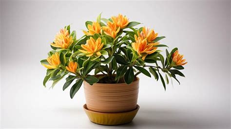 Premium Ai Image Amur Adonis Plant On A Pot On White Background