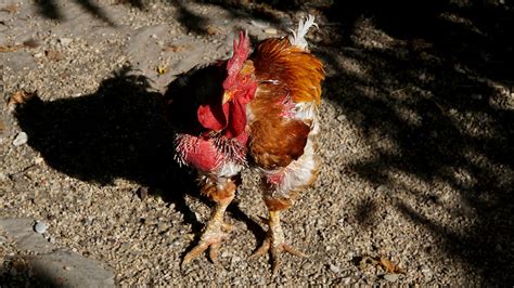 Lucifer Coq Cou Nu Dans Notre Basse Cour Naked Neck Roost Flickr