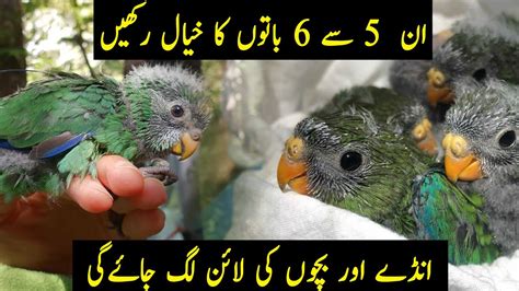 Best Breeding Tips And Formula For All Birds Hamary Parinday Breed