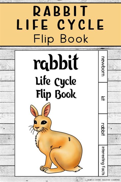 Rabbit Life Cycle Flip Book Simple Living Creative Learning