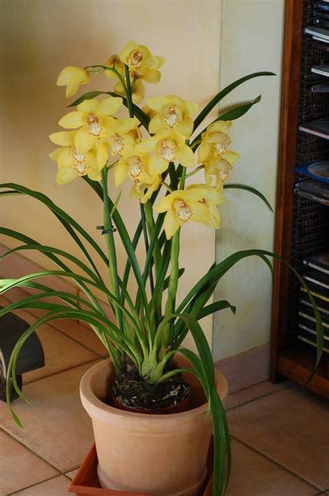 Cymbidium Cultiver Et Faire Refleurir Cette Orchidée