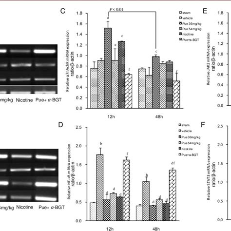 Effect Of Puerarin Pue On The Expression Of Nachr Nf B Jak And