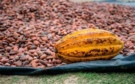 Líderes Del Cacao Impulsan Producción Sostenible Y Rentable En