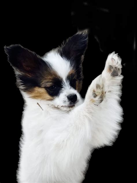 Papillon Puppies For Sale