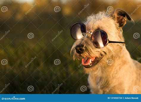 Crazy Funny Dog, Wearing Glasses Stock Photo - Image of domestic ...