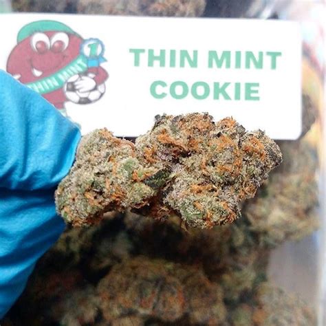 Thin Mint Strain Information | Cannafo | Marijuana | Cannabis | Cannafo.com