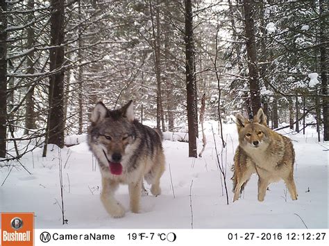 Wolves vs. Coyotes | Minnesota Mammals | UMN Duluth