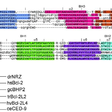 Simplified Consensus Phylogeny Of Bilaterians A Current Bilaterian