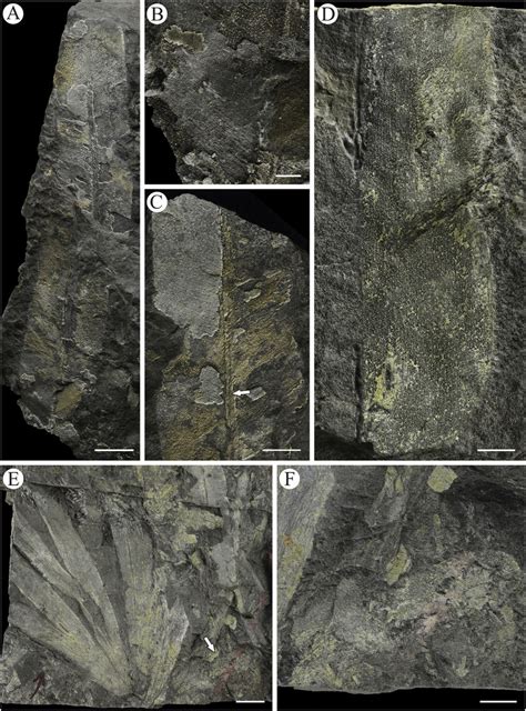 Selected specimens of plant fossils collected from the mudstone unit ...