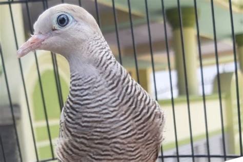 Arti Burung Perkutut Masuk Rumah Menurut Primbon Jawa Mulai Dari