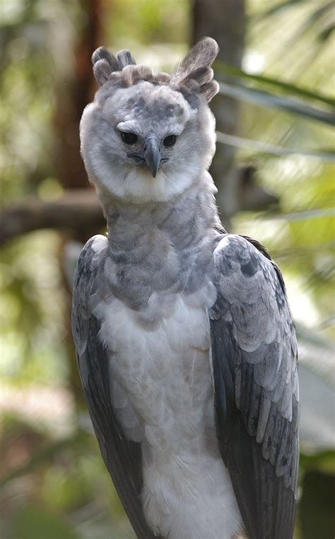 The Animals – The Belize Zoo