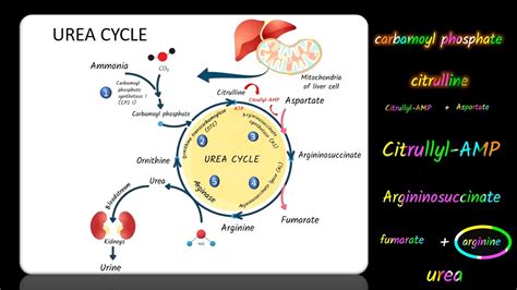 Urea Cycle A Step By Step Biochemical Journey Youtube