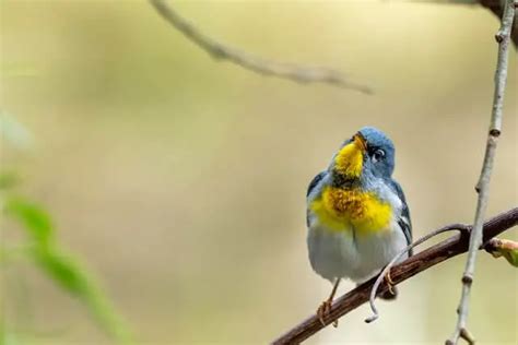 14 Small Birds With Yellow Breasts Uncover Their Beauty