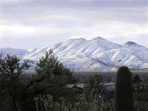 Arizona: Beetles, Bugs, Birds and more: Desert Snow