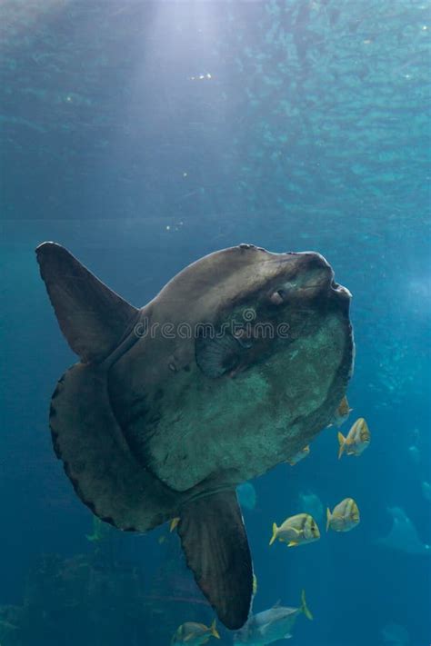 Oceanu Samogłów Mola Mola Obraz Stock Obraz złożonej z zmrok