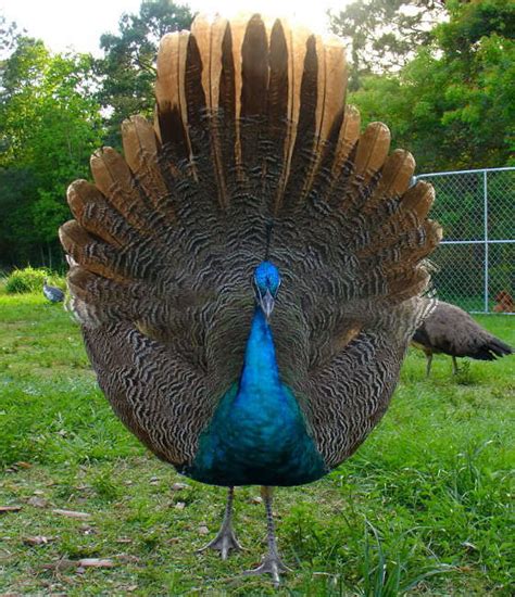 Sexing A White Peafowl Backyard Chickens Learn How To Raise Chickens