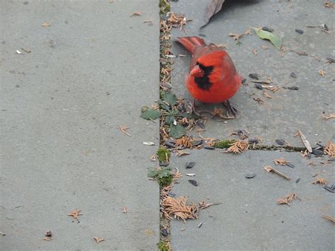 Oiseau Cardinal Nature Photo Gratuite Sur Pixabay Pixabay