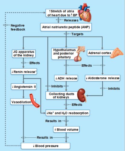 Patho Fluid And Electrolytes Flashcards Quizlet