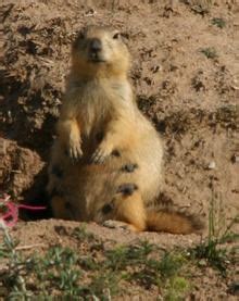 Long tailed marmot - Alchetron, The Free Social Encyclopedia