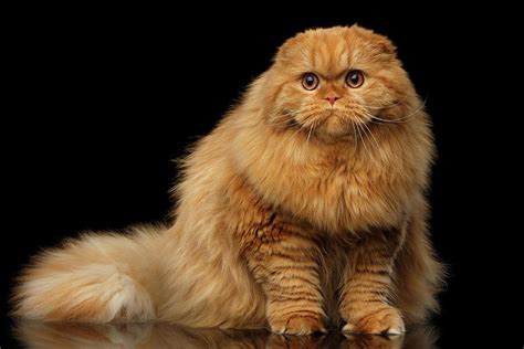 Furry Scottish Fold Cat Photograph By Sergey Taran Fine Art America