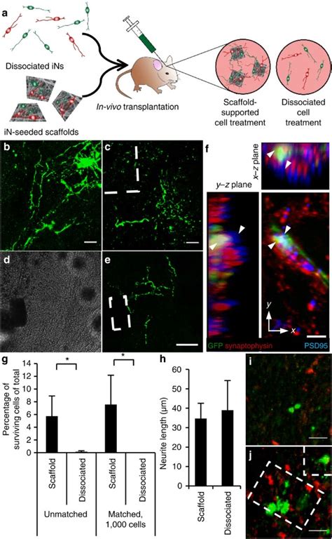 Generation And Transplantation Of Reprogrammed Human Neurons In The Brain Using 3d