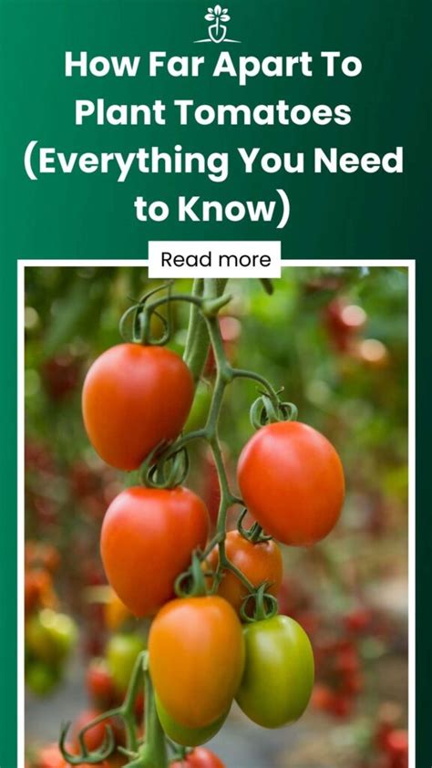 How Far Apart To Plant Tomatoes Everything You Need To Know Healthy