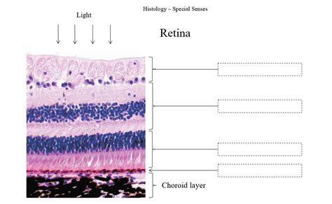 Retina histology Diagram | Quizlet