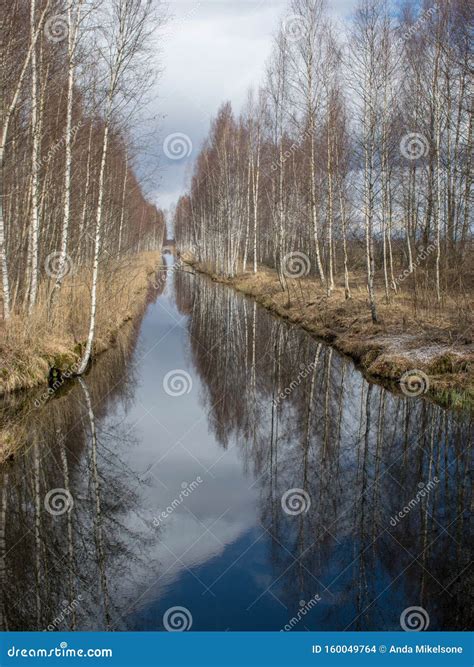 Landscape with Bog Ditch, White Birch Trees Stock Photo - Image of