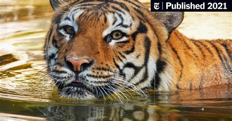 Tiger Bites Arm of Man Reaching Into Enclosure at Florida Zoo ...