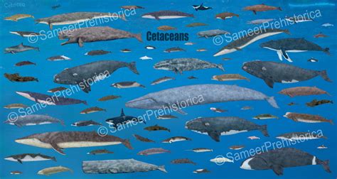 Cetaceans size by SameerPrehistorica on DeviantArt