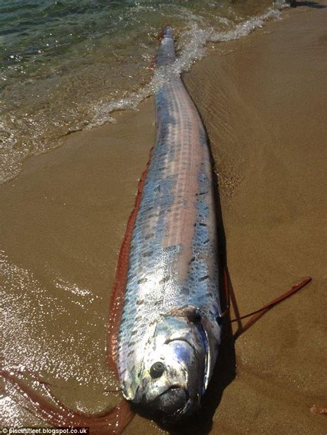 Oarfish Rare 20 Foot Long Fish Shocks Tourists And Locals As It Washes