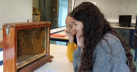 Atelier Sur Les Abeilles Coll Ge Laurent Mourguet