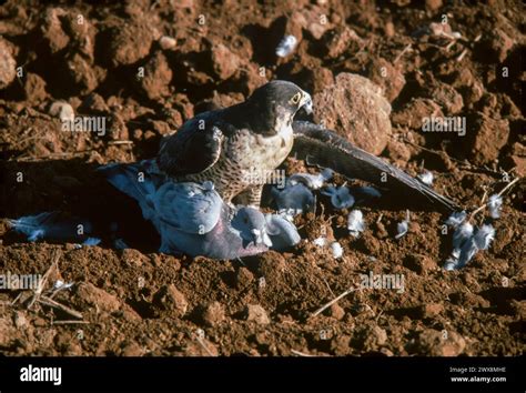 Peregrine Falcon Falco Peregrinus Hunting A Pigeon Stock Photo Alamy