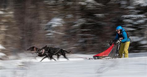 Dog Sled Race Photograph by Little7 - Fine Art America