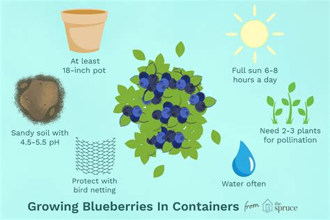 Vaisseau Spatial Traduction Vers Lavant Blueberry Plants In Pots