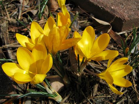 Crocus Flavus Yellow Mammoth A Bunch Of Yellow Mammoth Flickr