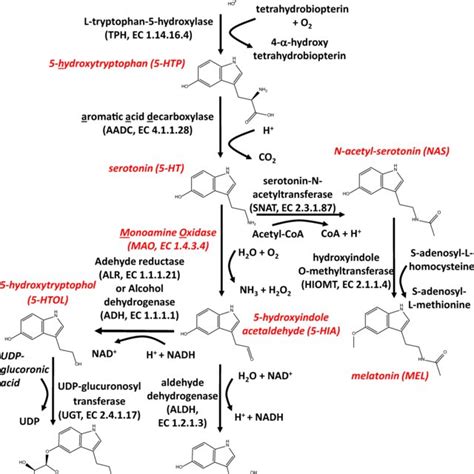 Serotonin Signaling Pathway