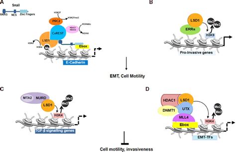 Lysine Specific Demethylase 1 Lsd1 Regulates Cell Motility And