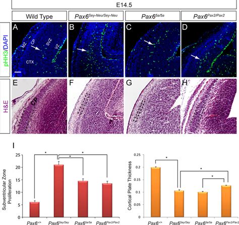 Pax2 And Pax65a Partially Rescued Cell Proliferation Defects In