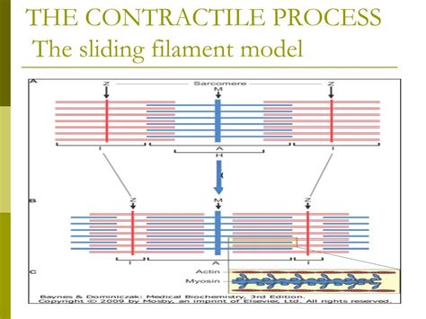 PPT - Muscle Contraction and Energy Metabolism PowerPoint Presentation ... 