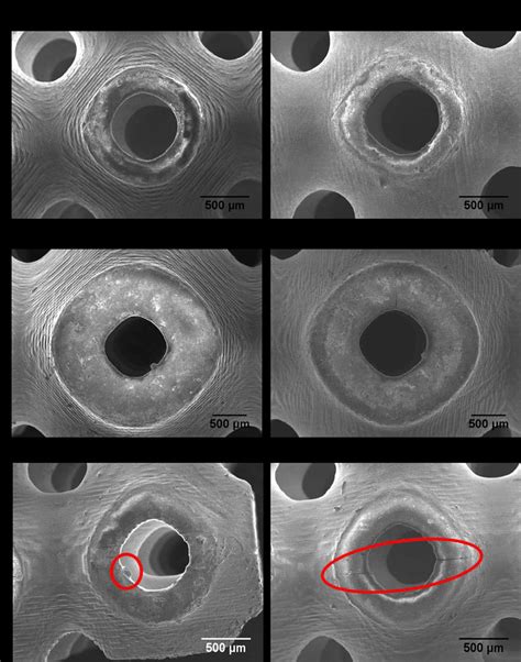 Representative Sem Images Of The 3d Printed Tpms Structures A Top