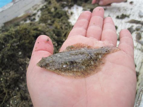 To track winter flounder, researchers look to ear bones