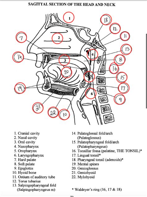 Sagittal Section Of The Head And Neck Diagram Quizlet